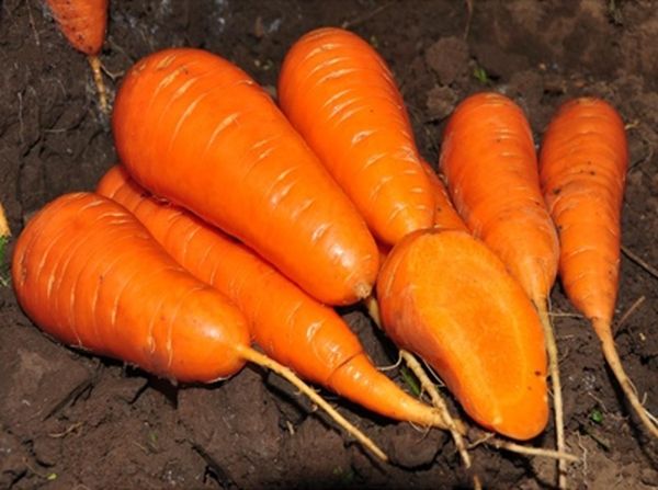 Характеристика высокоурожайного сорта моркови Каротель