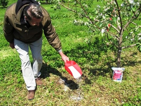 Химические и народные подкормки для плодоношения сливы