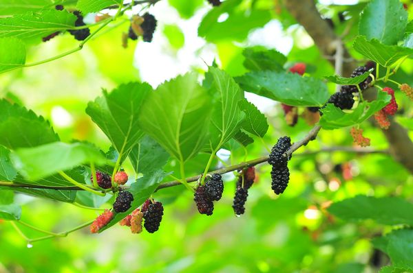 Описание и особенности плодоношения тутового дерева