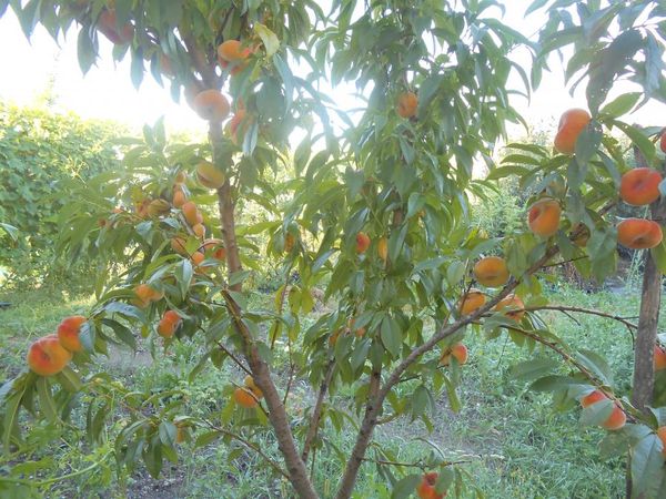 Почему стоит выращивать плоский инжирный персик