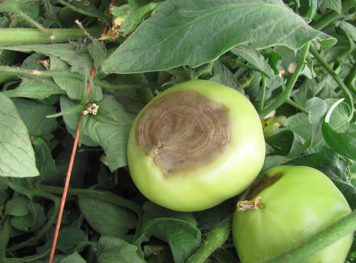 Секреты ухода за помидорами после высадки в теплицу