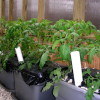 Секреты выращивания помидоров в теплице из поликарбоната