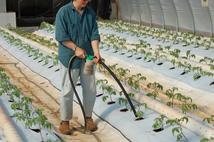 Секреты выращивания помидоров в теплице из поликарбоната
