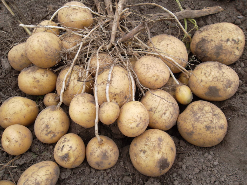 Сорта картофеля, устойчивые к фитофторозу: описание и меры борьбы