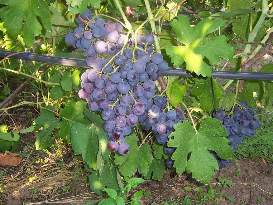 Советы начинающим виноградарям: как посадить и вырастить виноград Рошфор
