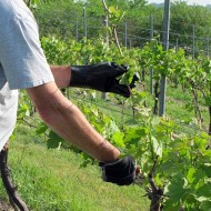 Советы начинающим виноградарям: как посадить и вырастить виноград Рошфор