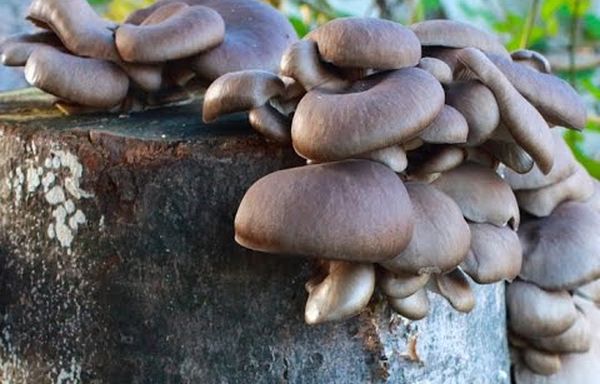 Технология домашнего выращивания грибов на пнях