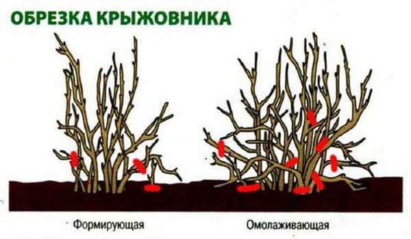 Уход за крыжовником осенью после сбора урожая