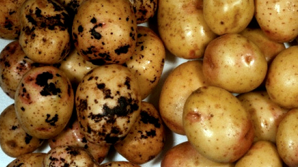 Универсальный раннеспелый сорт картофеля Гала