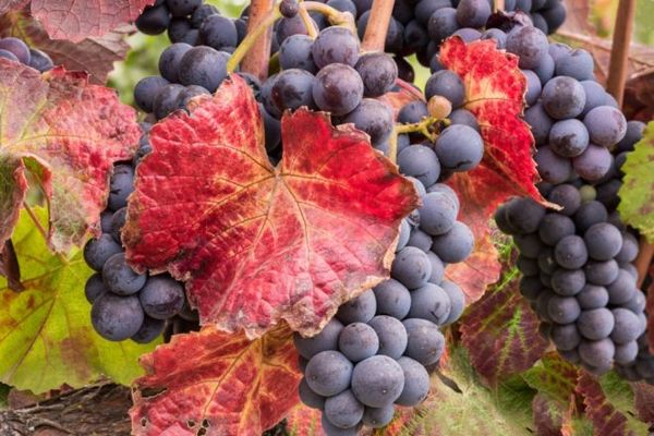 Чем лечить и почему у винограда красные листья