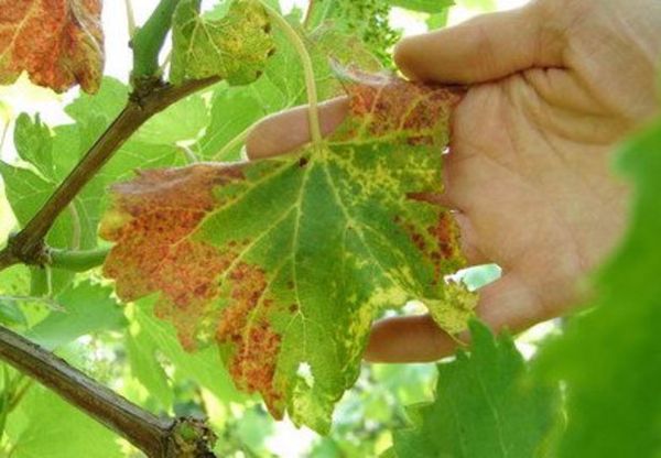Чем лечить и почему у винограда красные листья
