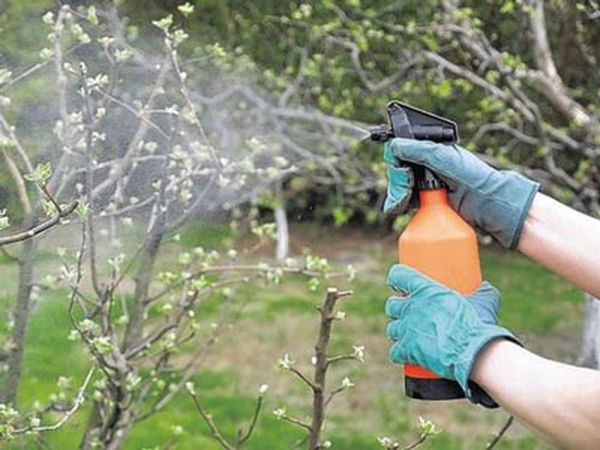 Чем обработать яблони от болезней и вредителей весной