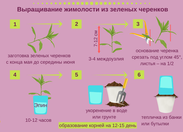 Что собой представляет жимолость татарская и как ее вырастить на даче