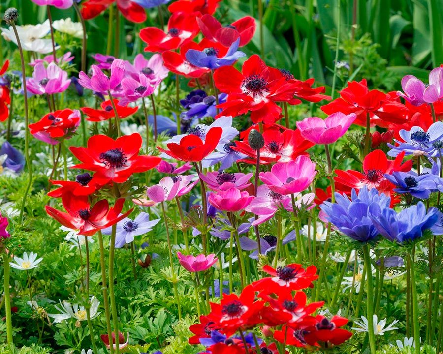 Цветы анемоны в саду и на даче: 25 разновидностей и сортов с описаниями и фото