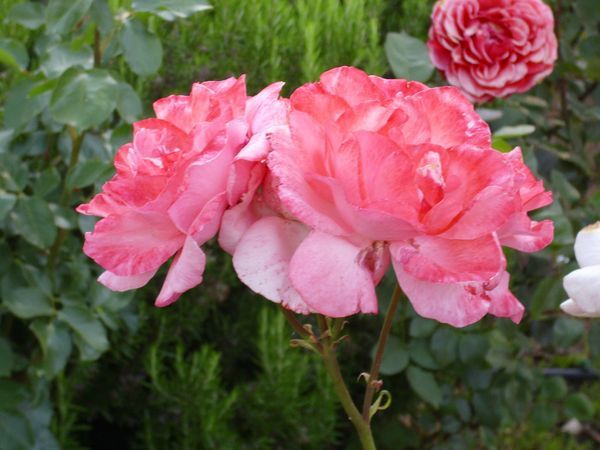 Энциклопедия садовода: 16 самых красивых сортов пионовидных роз с фото