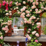 Энциклопедия садовода: 16 самых красивых сортов пионовидных роз с фото