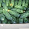 Хлебная подкормка для огурцов: как приготовить Хлебная подкормка для огурцов: как приготовить
