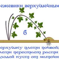 Как посадить и вырастить на даче раннюю урожайную ежевику сорта Натчез