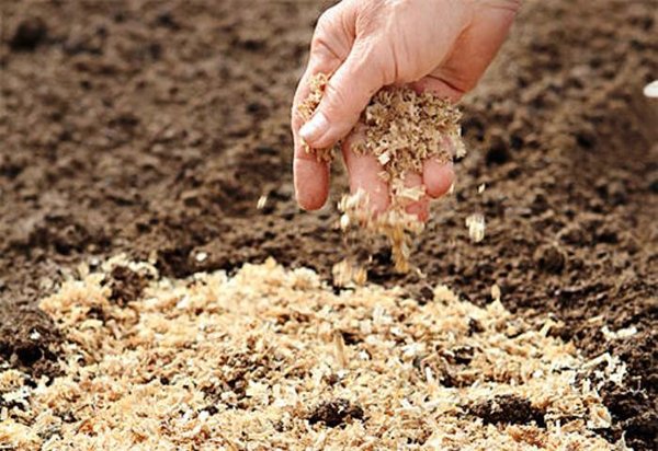 Как улучшить плодородие и состав почвы на участке