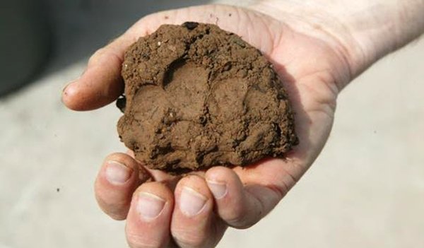 Как улучшить плодородие и состав почвы на участке