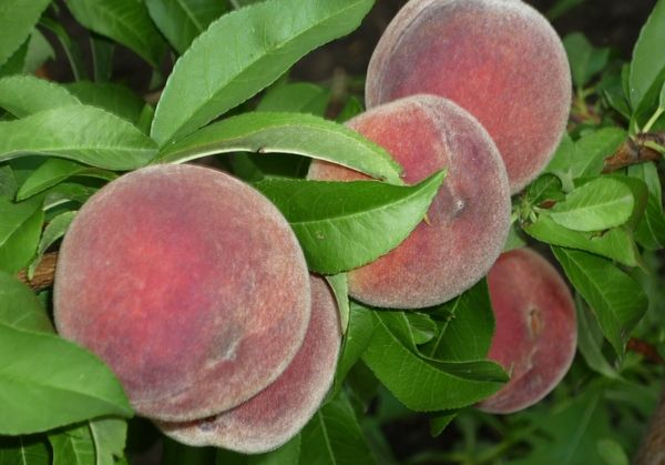 Лучшие сорта и посадка персика в Подмосковье весной