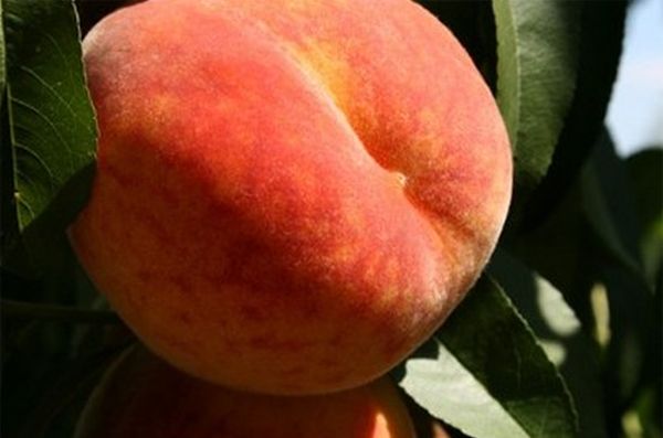 Лучшие сорта и посадка персика в Подмосковье весной
