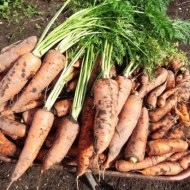 Обзор 30 лучших сортов моркови для выращивания в открытом грунте