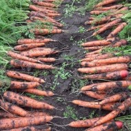 Обзор 30 лучших сортов моркови для выращивания в открытом грунте