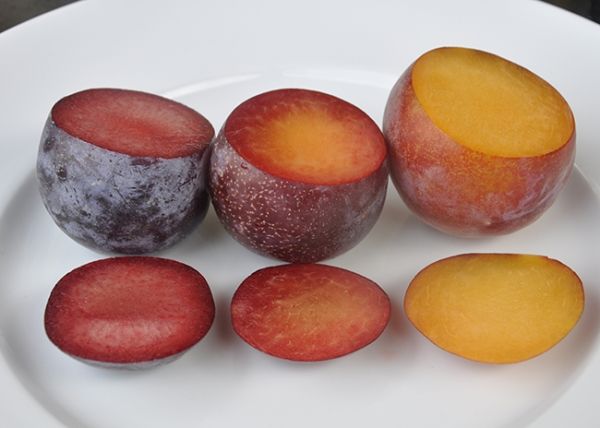Обзор и плюсы выращивания гибридов абрикоса