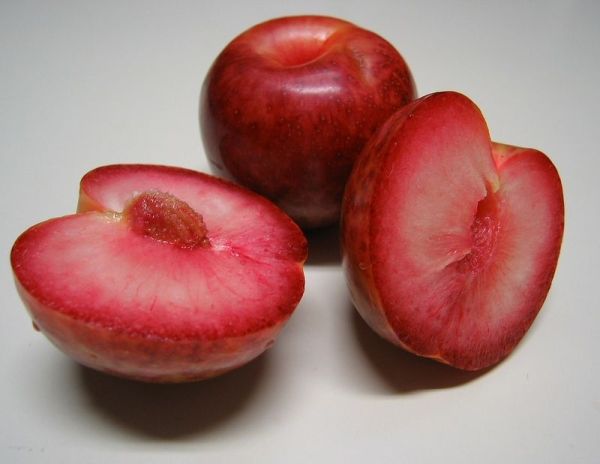 Обзор и плюсы выращивания гибридов абрикоса