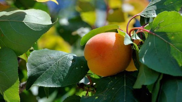 Обзор и выращивание лучших ранних сортов абрикоса