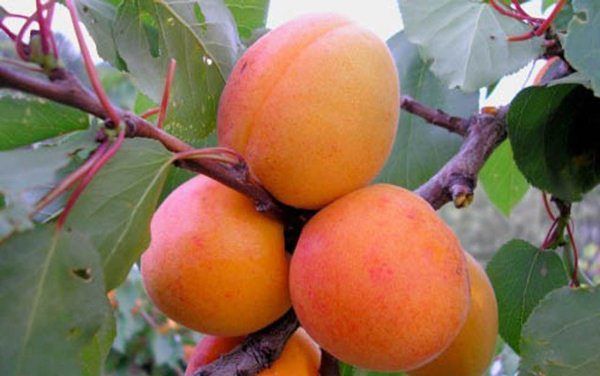 Обзор лучших сортов абрикоса для выращивания в Подмосковье