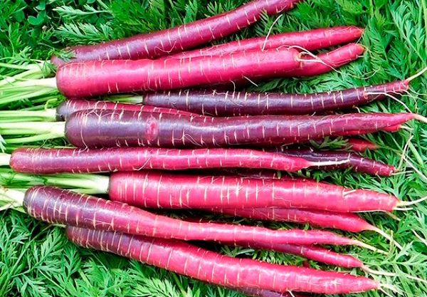 Обзор лучших сортов моркови разного срока созревания