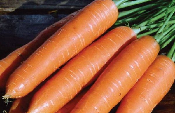 Обзор лучших сортов моркови разного срока созревания