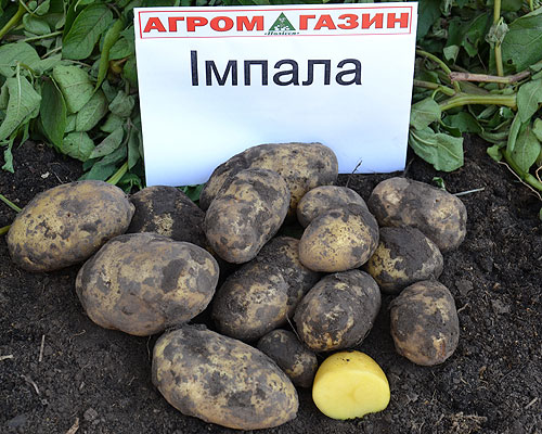 Описание голландского сорта картофеля “Импала”