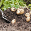 Описание голландского сорта картофеля “Импала”