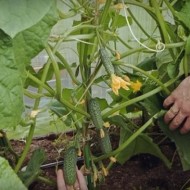 Описание и особенности агротехники раннеспелого огурца сорта Шоша