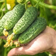 Описание и особенности агротехники раннеспелого огурца сорта Шоша
