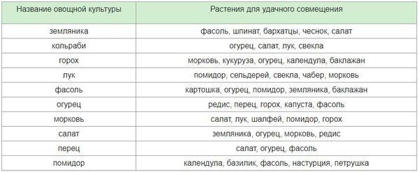 Организация огорода для ленивых: советы и рекомендации для новичков