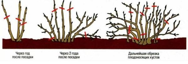 Особенности посадки и выращивания на даче калины сорта Гордовина