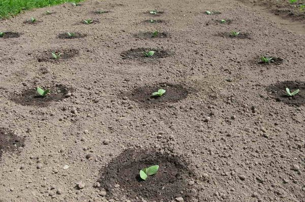 Особенности посадки тыквы семенами в открытый грунт