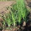 Особенности выращивания лука севка