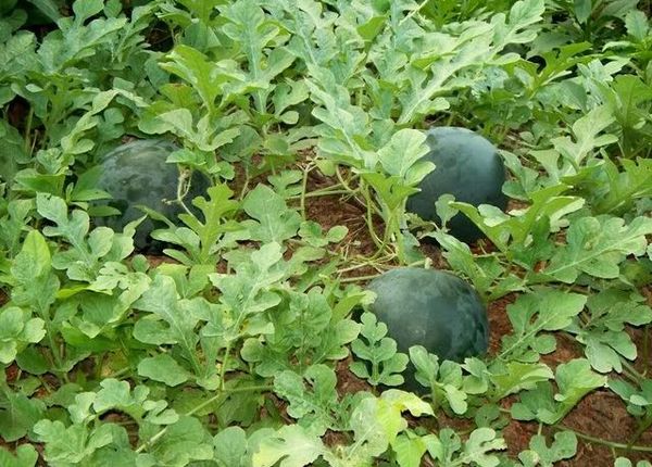 Особенности выращивания раннеспелого арбуза Шуга Бейби