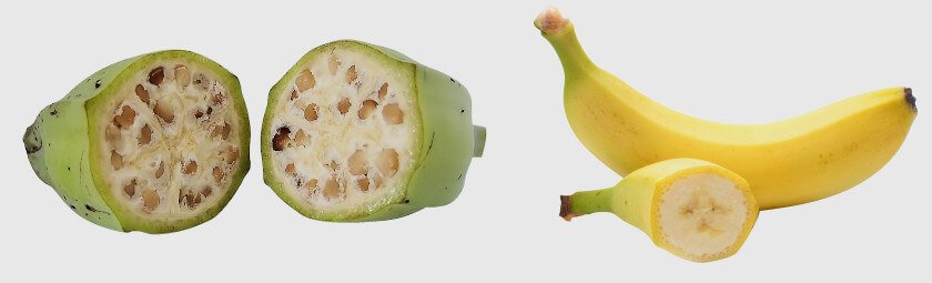 Отгадай, как выглядели овощи и фрукты до ГМО (тест)