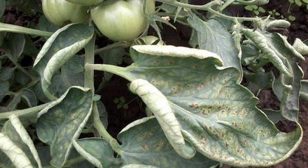 Почему происходит скручивание листьев у помидоров в теплице