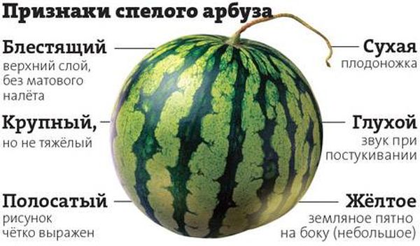 Почему спелый арбуз может горчить