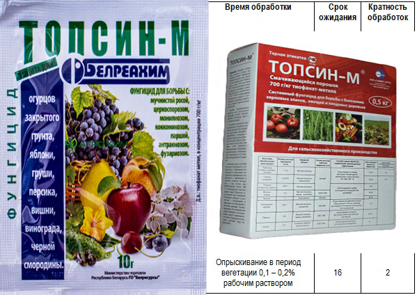 Почему у сливы скручиваются листья и что делать