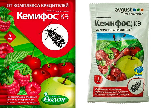 Почему у сливы скручиваются листья и что делать