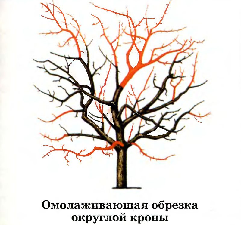 Как обрезать старые деревья. Обрезка деревьев плодовых деревьев. Схема обрезки плодовых деревьев осенью. Подрезка яблони омолаживающую. Омолаживающая обрезка яблони схема.