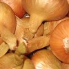 Популярные сорта лука: описание и характеристика